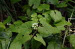 Climbing milkweed <BR>Honeyvine milkweed